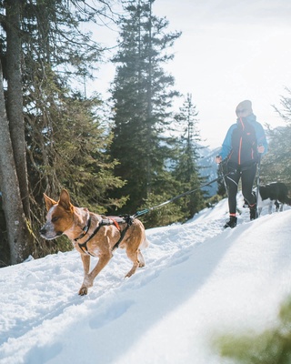 Touring bungee leash talla 2.0m/13mm Touring bungee leash talla 2.0m/13mm